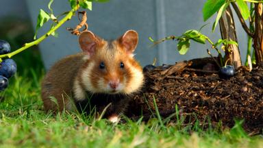 Poster episodio Pequeñas maravillas 1x6