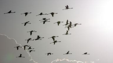 Poster episodio Incredible Animal Journeys 1x2