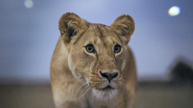 Poster episodio Planeta nocturno: a todo color 1x1