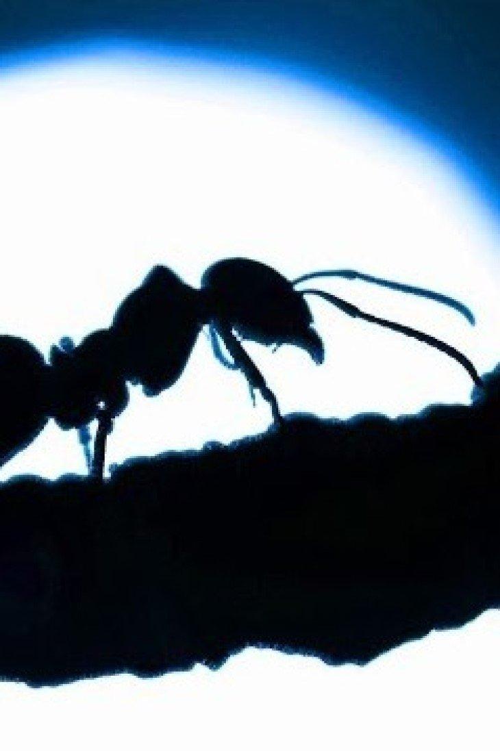 Poster The Ants