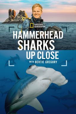 Poster Hammerhead Sharks Up Close with Bertie Gregory