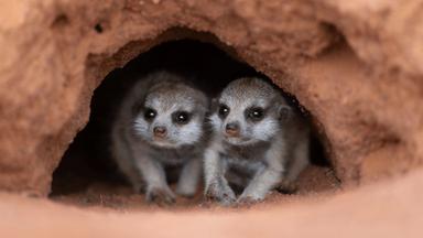 Poster episodio Underdogs 1x2