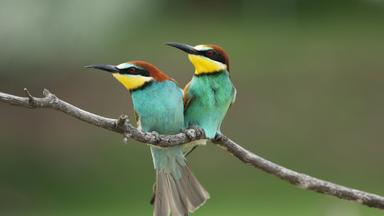 Poster episodio Incredible Animal Journeys 1x6