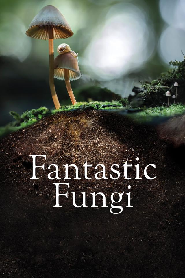 Poster Fantastic Fungi