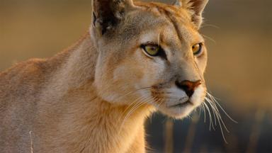 Poster episodio Nuestros grandiosos parques nacionales 1x2