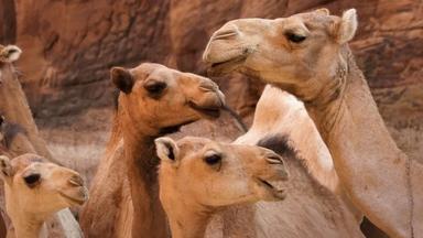 Poster episodio Africa: El corazón de la Tierra 1x4
