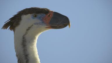 Poster episodio Planeta prehistórico 3x2