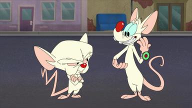 Poster episodio Animaniacs 2x8