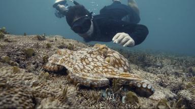 Poster episodio ¡Pulpo! 1x1