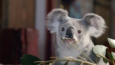 Poster episodio Izzy y los koalas 1x3
