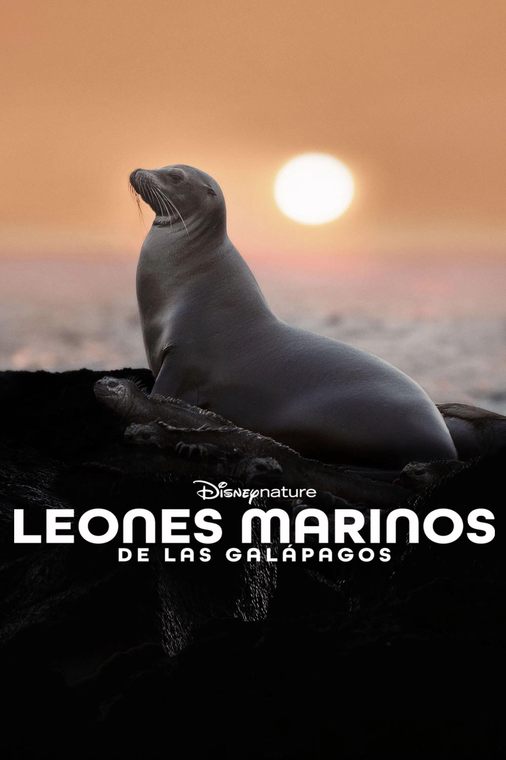 Poster Leones Marinos de las Galápagos