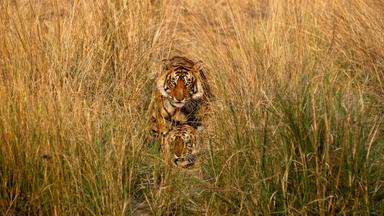 Poster episodio Criaturas gigantes 1x9