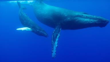 Poster episodio Incredible Animal Journeys 1x1