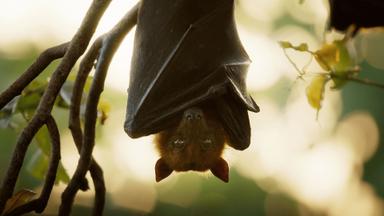 Poster episodio Underdogs 1x3