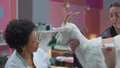 Poster episodio Animal 1x7