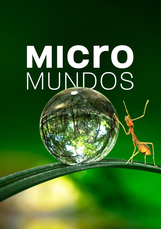 Poster Pequeñas maravillas