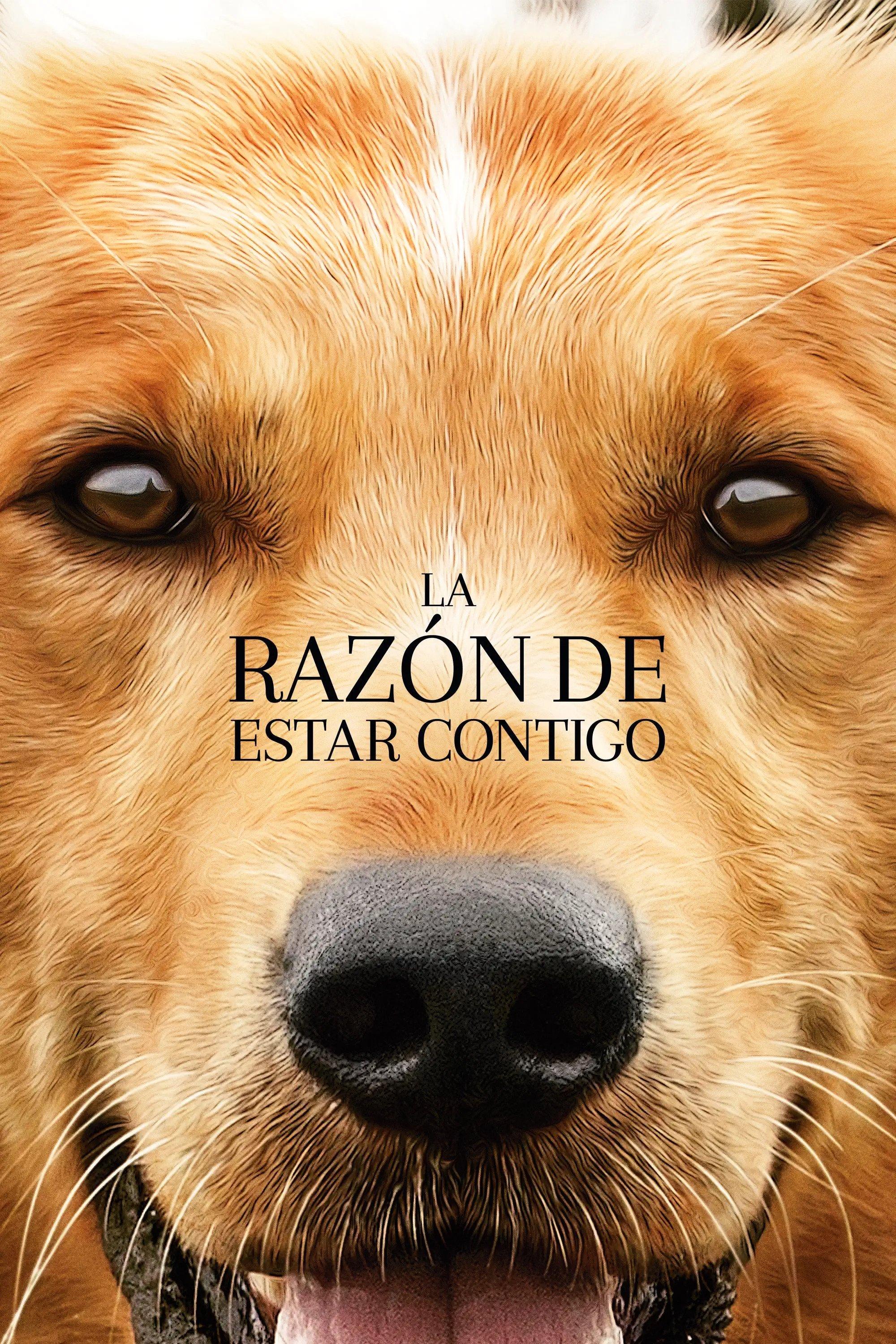 Poster La razón de estar contigo