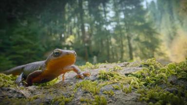 Poster episodio Incredible Animal Journeys 1x3