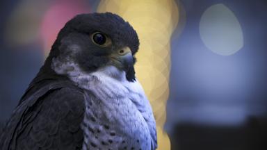 Poster episodio Planeta nocturno: a todo color 1x5