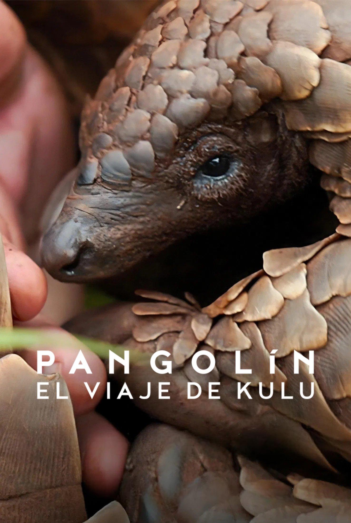 Poster Pangolín: El viaje de Kulu
