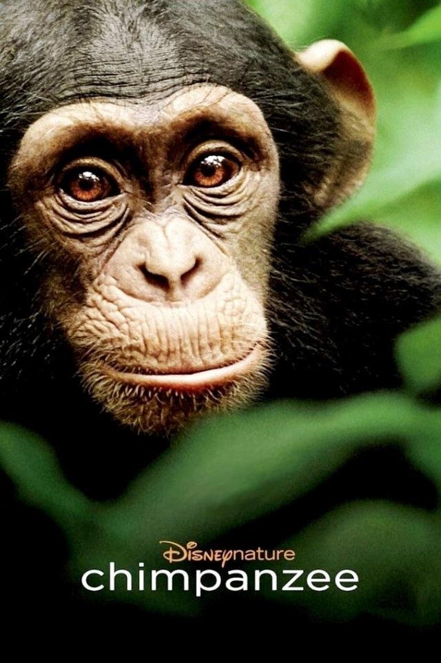 Poster Chimpancés
