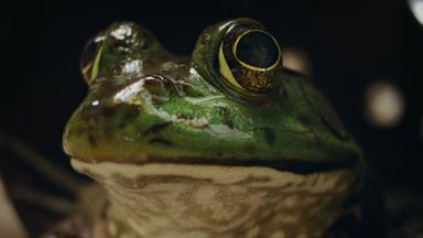 Poster episodio Nightmares of Nature 1x2