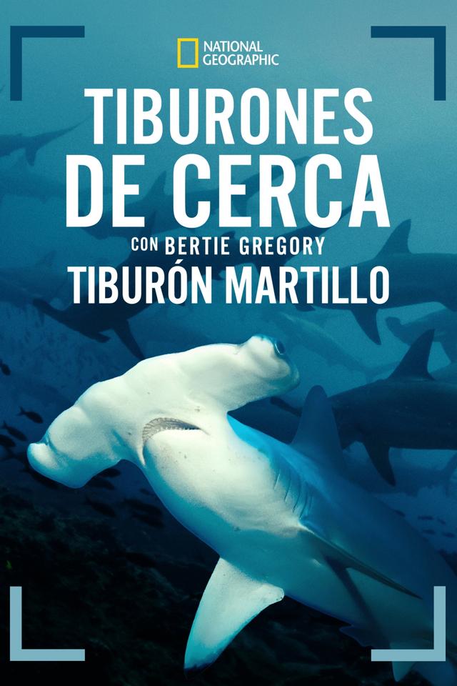 Poster Hammerhead Sharks Up Close with Bertie Gregory